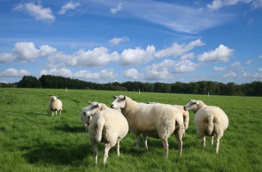 Yaz alan Danimarkalı koyun