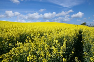 Yazın Danimarka 'nın kırsal kesimlerinde Rapse tarlası ve mavi gökyüzü