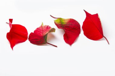 Beyaz arkaplanda renkli sonbahar yaprakları