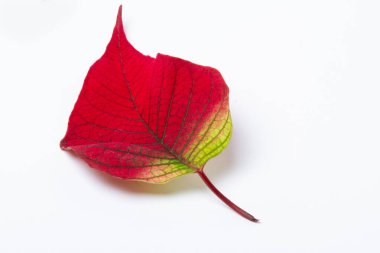 Beyaz arkaplanda renkli sonbahar yaprakları