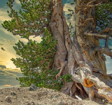 Baden-Powell Wilderness, Kaliforniya 'daki Antik Ağaç
