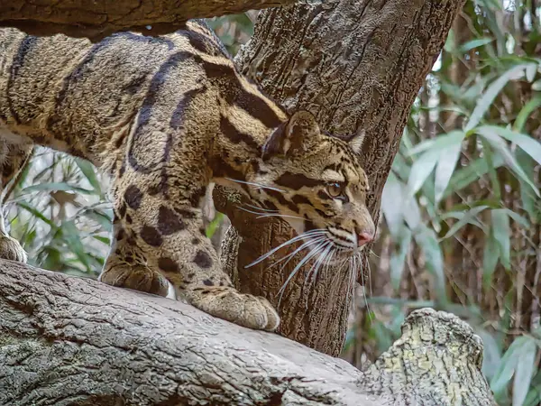 Leopar Nashville Hayvanat Bahçesi 'ne saldırmaya hazırlanıyor.  