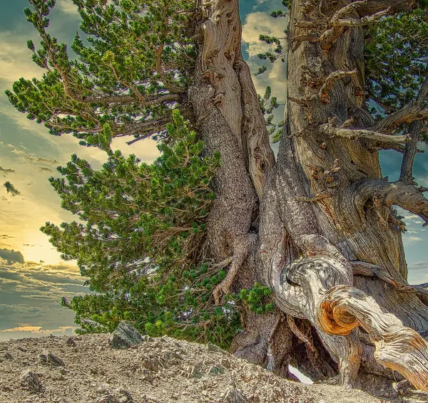 Baden-Powell Wilderness, Kaliforniya 'daki Antik Ağaç