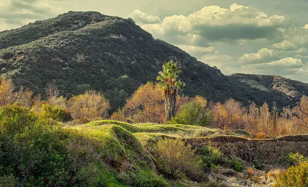 Lone Palm Dağa Karşı, Kaliforniya