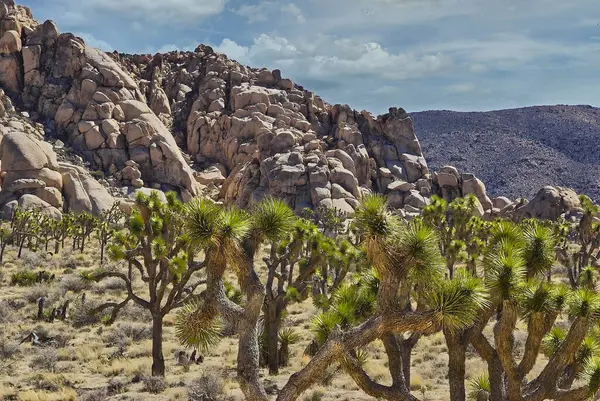 Joshua Trees Korusu, Joshua Tree Ulusal Anıtı, Kaliforniya