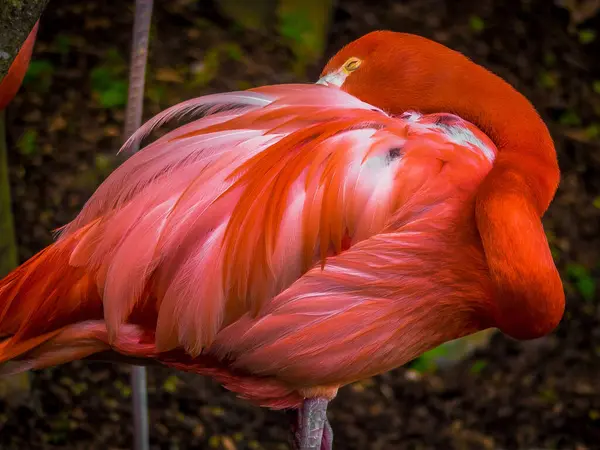 Dinlenen Flamingo, Nashville Hayvanat Bahçesi