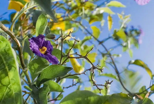 Clematis Vine mavi gökyüzüne karşı