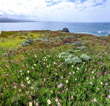 California, ABD'de otoyol no 1 güvercin noktası deniz feneri