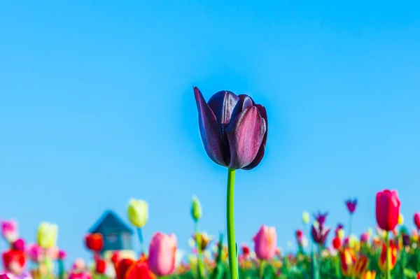 Tavasszal Virágzó Színes Tulipán Mező — Stock Fotó
