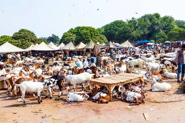 インド デリー 2012年10月15日 バザールでの販売用ヤギ — ストック写真
