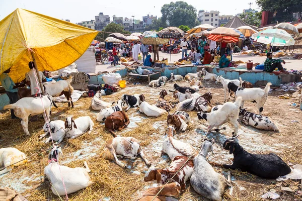 Δελχί Ινδία Οκτωβρίου 2012 Κατσίκες Για Πώληση Στο Παζάρι — Φωτογραφία Αρχείου