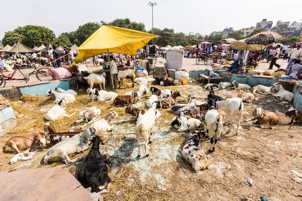 Delhi Indien Oktober 2012 Ziegen Zum Verkauf Auf Dem Basar — Stockfoto