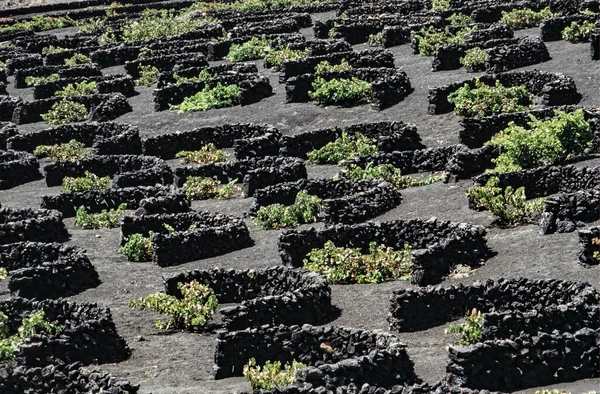 Büyüyen Volanic Bölgesi Geria Lanzarote Şarap — Stok fotoğraf