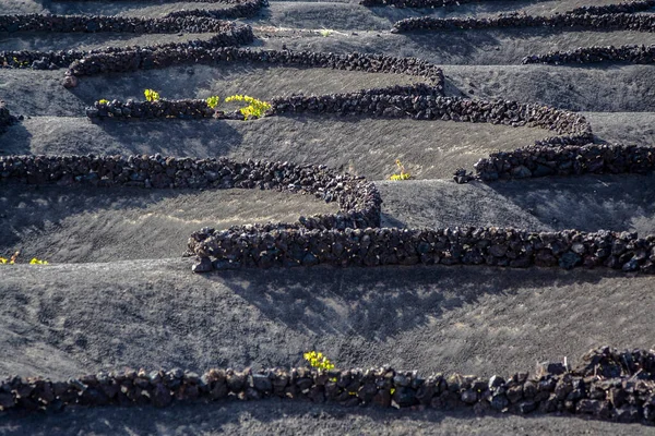 ゲリア ランサローテ島 カナリア諸島 スペインのブドウ畑 — ストック写真