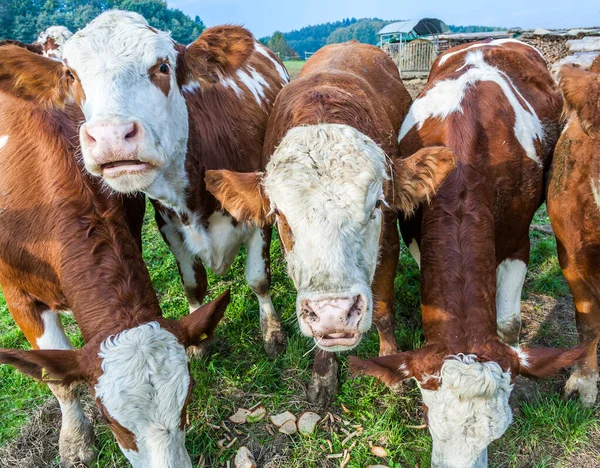 Ganado Vacas Jóvenes Prado —  Fotos de Stock