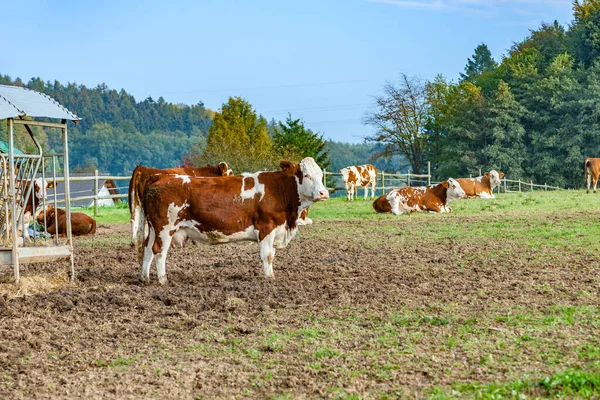 Vacas Livre Que Pastam Prado Alemanha — Fotografia de Stock