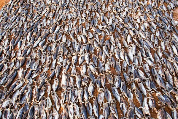 海水浴場で調理 乾燥する魚の群れ — ストック写真
