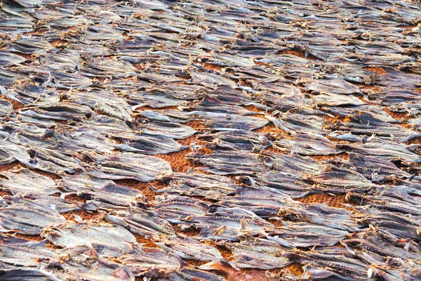 Sahilde Balık Sürüsü Hazırlandı Kurudu — Stok fotoğraf