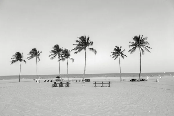 Hermosa Playa Tropical Fort Lauderdale Con Cocoteros —  Fotos de Stock