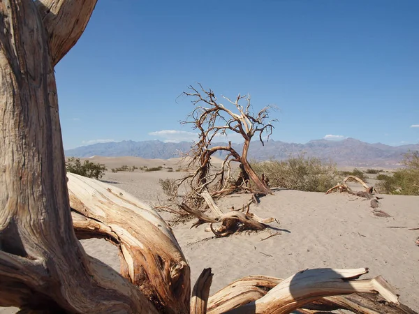Sušené Dřevo Mesquite Byty Poušti Údolí Smrti Usa — Stock fotografie