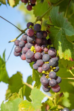 üzüm de housewall, güneş ve sıcaklığını nedeniyle başarılı ol