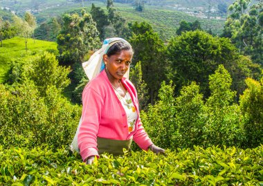 Nuwara Eliya, Sri Lanka - 15 Ağustos 2005: çay tarlalarında hasat, dağlık arazide çay toplayıcısı Nuwara, Eliya, Sri Lanka 'da çay topluyor.