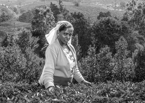 ヌワラ エリヤ2005年8月15日 高地の茶畑で収穫 茶摘みはスリランカのエリヤ州ヌワラで行われている — ストック写真
