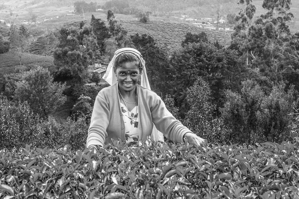 Nuwara Eliya Sri Lanka Sierpnia 2005 Zbiory Polach Herbacianych Zbieracz — Zdjęcie stockowe