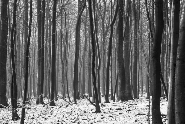 Ağaçlar Karlı Kış Ormanlarında Yapraksız — Stok fotoğraf