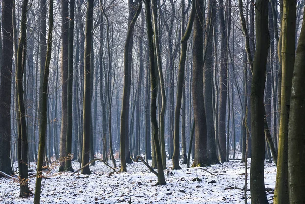 Träd Snöig Vinter Skogen Utan Löv — Stockfoto