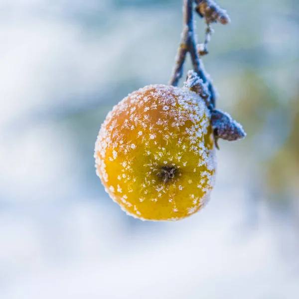 Apple Winter Ice Crystals Hoar Frost — Stock Photo, Image