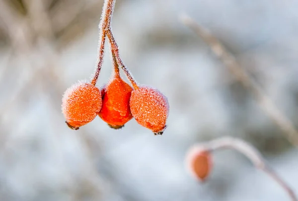 Beautiful Red Rose Hip Ice Winter — Stock Photo, Image