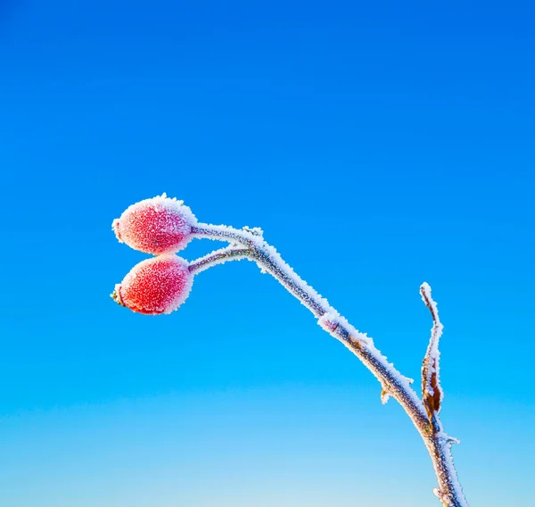 Güzel Kırmızı Gül Kalçalı Kışın Buzlu — Stok fotoğraf