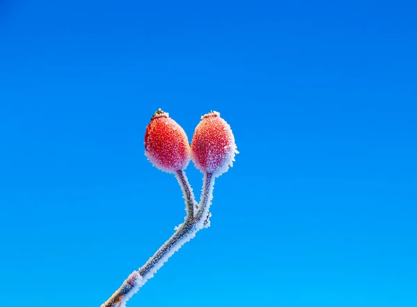 Schöne Rote Hagebutte Mit Eis Winter — Stockfoto