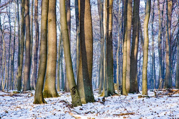 Árvores Inverno Floresta — Fotografia de Stock