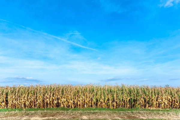 Indický Kukuřičné Pole Podzim Modrou Oblohou — Stock fotografie