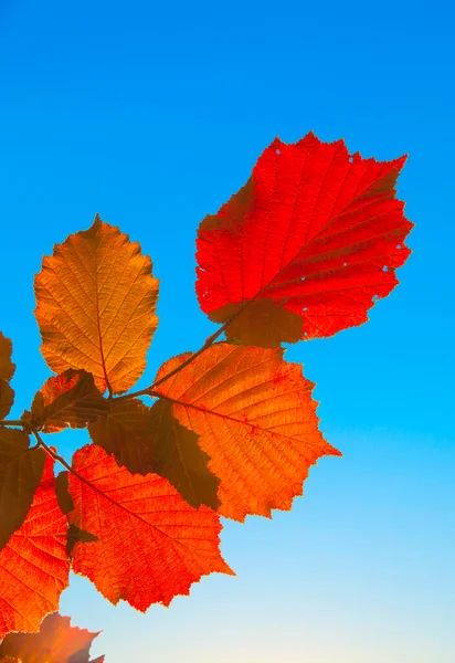 Liście Drzewa Orzechowego Intensywnie Czerwonym Świetle Niebieskim Tłem — Zdjęcie stockowe