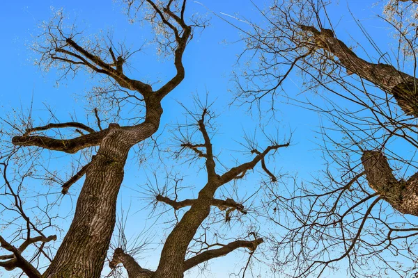 Árvores Sob Céu Azul — Fotografia de Stock