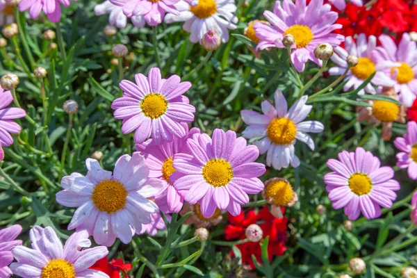 Crizanteme Frumoase Culori Diferite Cresc Câmp Primăvară — Fotografie, imagine de stoc