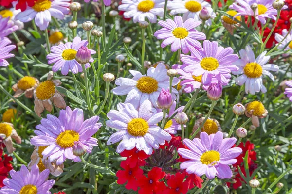 Piękne Chryzantemy Różnych Kolorach Rosną Polu Wiosną — Zdjęcie stockowe
