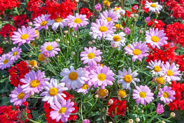 不同颜色的美丽的菊花在田野里生长 — 图库照片