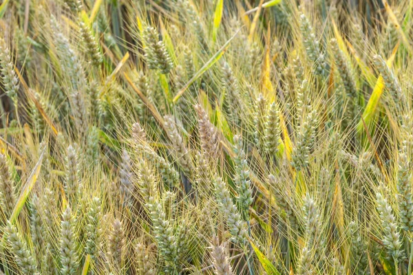 Golden Corn Field Spica Detail — Stock Photo, Image
