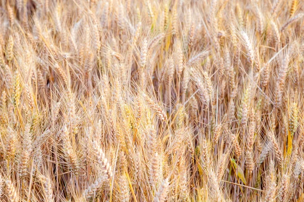 Golden Corn Field Spica Detail — Stock Photo, Image