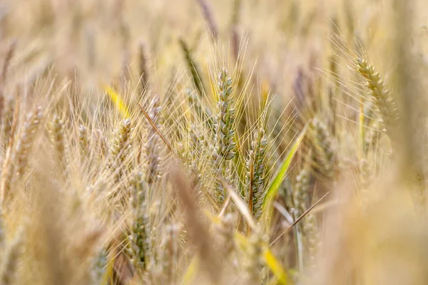 Golden Corn Field Detail Harmonic Nature Background — Stock Photo, Image