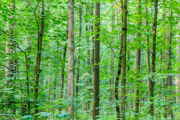 Stammar Grön Skog Som Natur Bakgrund — Stockfoto