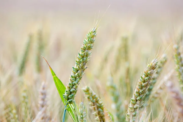 Golden Corn Field Detail Harmonic Nature Background — Stock Photo, Image