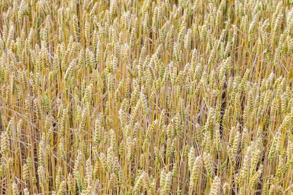 Maïsveld Met Gouden Maïs — Stockfoto