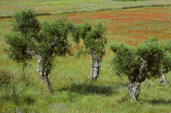Old Olive Trees Field Italy Poppy Flowers — Stock Photo, Image