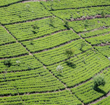 yeşil çay plantasyon Sri Lanka Nuwara Eliya yakınındaki