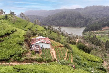 Sri Lanka 'nın dağlık bölgelerinde Nuwara Eliya yakınlarındaki Sri Lanka dağlık arazilerinde çay tarlaları ve teraslı çay tarlaları olan kırsal alan..